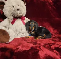 ELI, a male Miniature Dachshund for sale in Polk City, FL – 4 of 10