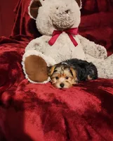 LUCA, a male Yorkshire Terrier for sale in Polk City, FL – 3 of 10