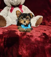 TEDDY, a male Yorkshire Terrier for sale in Polk City, FL – 3 of 10