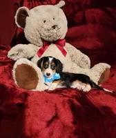 RIO, a male Miniature Dachshund for sale in Polk City, FL – 10 of 10
