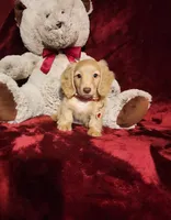 WINNIE, a female Miniature Dachshund for sale in Polk City, FL – 5 of 10