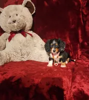 RENO, a male Miniature Dachshund for sale in Polk City, FL – 6 of 10