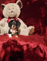 RENO, a male Miniature Dachshund for sale in Polk City, FL – 9 of 10