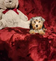 KOBE, a male Yorkshire Terrier for sale in Polk City, FL – 9 of 10