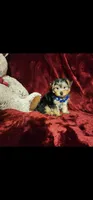 KODY, a male Yorkshire Terrier for sale in Polk City, FL – 3 of 10