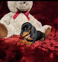 MAGGIE , a female Miniature Dachshund for sale in Polk City, FL – 3 of 10