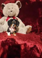 RENO, a male Miniature Dachshund for sale in Polk City, FL – 7 of 10