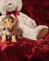 SMORES, a male Miniature Dachshund for sale in Polk City, FL – 4 of 10