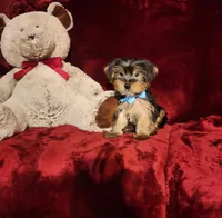 LOUIE, a male Yorkshire Terrier for sale in Polk City, FL – Photo 10 of 10