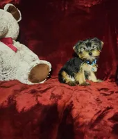 LOUIE, a male Yorkshire Terrier for sale in Polk City, FL – Photo 8 of 10