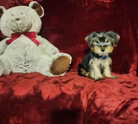 LOUIE, a male Yorkshire Terrier for sale in Polk City, FL – Photo 2 of 10