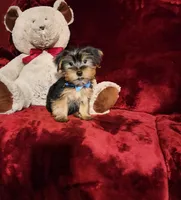 LOUIE, a male Yorkshire Terrier for sale in Polk City, FL – Photo 4 of 10