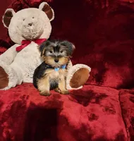 LOUIE, a male Yorkshire Terrier for sale in Polk City, FL – Photo 7 of 10