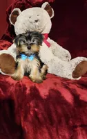 LOUIE, a male Yorkshire Terrier for sale in Polk City, FL – Photo 5 of 10