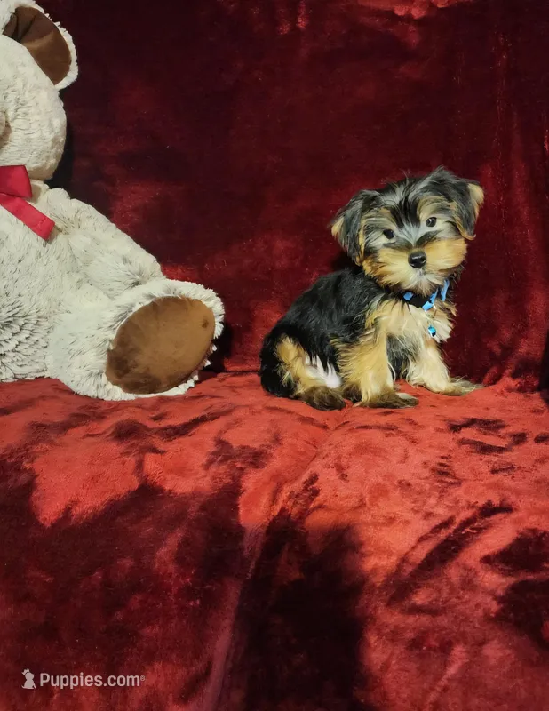 LOUIE – Yorkshire Terrier puppy for sale in Polk City, FL