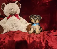 LOUIE, a male Yorkshire Terrier for sale in Polk City, FL – Photo 6 of 10