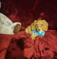 PEACHES , a female Miniature Dachshund for sale in Polk City, FL – 9 of 10