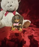 KISSES, a female Miniature Dachshund for sale in Polk City, FL – 4 of 10