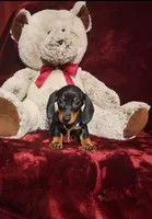 JASPER, a male Miniature Dachshund for sale in Polk City, FL – 5 of 10