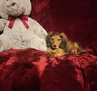 SUTTON, a male Miniature Dachshund for sale in Polk City, FL – 2 of 10