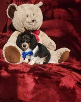TONKA, a male Miniature Dachshund for sale in Polk City, FL – 8 of 10