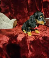 EMBERLY, a female Miniature Dachshund for sale in Polk City, FL – 3 of 10