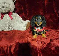 EMBERLY, a female Miniature Dachshund for sale in Polk City, FL – 5 of 10