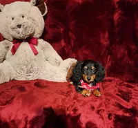 EMBERLY, a female Miniature Dachshund for sale in Polk City, FL – 8 of 10