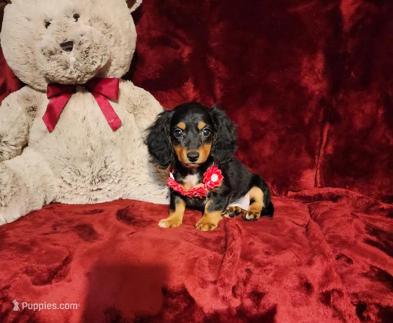 EMBERLY – Miniature Dachshund puppy for sale in Polk City, FL