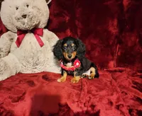 EMBERLY, a female Miniature Dachshund for sale in Polk City, FL – 1 of 10
