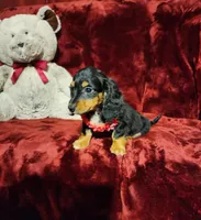 EMBERLY, a female Miniature Dachshund for sale in Polk City, FL – 10 of 10