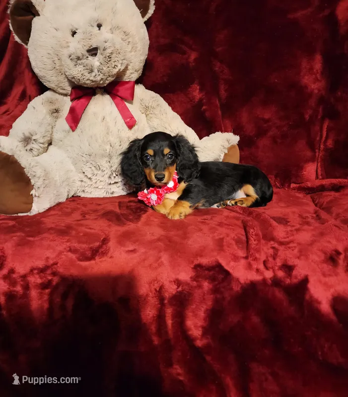 EMBERLY – Miniature Dachshund puppy for sale in Polk City, FL