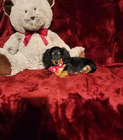 EMBERLY, a female Miniature Dachshund for sale in Polk City, FL – 6 of 10