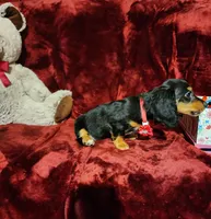 EMBERLY, a female Miniature Dachshund for sale in Polk City, FL – 7 of 10