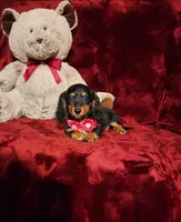 EMBERLY, a female Miniature Dachshund for sale in Polk City, FL – 2 of 10