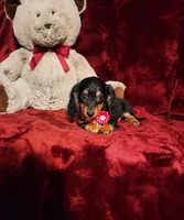 EMBERLY, a female Miniature Dachshund for sale in Polk City, FL – 4 of 10