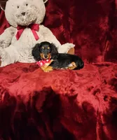 EMBERLY, a female Miniature Dachshund for sale in Polk City, FL – 9 of 10