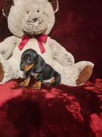 JASPER, a male Miniature Dachshund for sale in Polk City, FL – 10 of 10