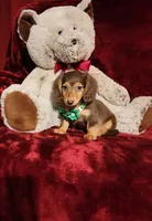 SNICKERS, a male Miniature Dachshund for sale in Polk City, FL – 9 of 10