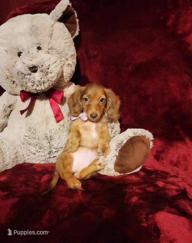 RORY – Miniature Dachshund puppy for sale in Polk City, FL