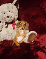RORY, a female Miniature Dachshund for sale in Polk City, FL – 1 of 10