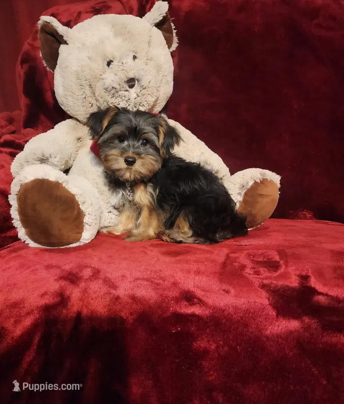 LOUIE – Yorkshire Terrier puppy for sale in Polk City, FL