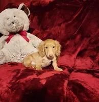 SUNNY , a male Miniature Dachshund for sale in Polk City, FL – Photo 7 of 10