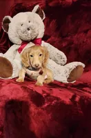 SUNNY , a male Miniature Dachshund for sale in Polk City, FL – Photo 4 of 10