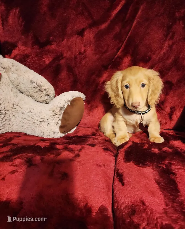 SUNNY  – Miniature Dachshund puppy for sale in Polk City, FL