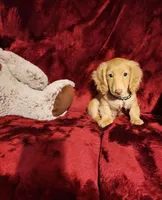 SUNNY , a male Miniature Dachshund for sale in Polk City, FL – Photo 1 of 10