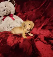 SUNNY , a male Miniature Dachshund for sale in Polk City, FL – Photo 9 of 10