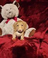 SUNNY , a male Miniature Dachshund for sale in Polk City, FL – Photo 3 of 10