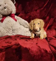 SUNNY , a male Miniature Dachshund for sale in Polk City, FL – Photo 6 of 10