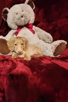 SUNNY , a male Miniature Dachshund for sale in Polk City, FL – Photo 10 of 10